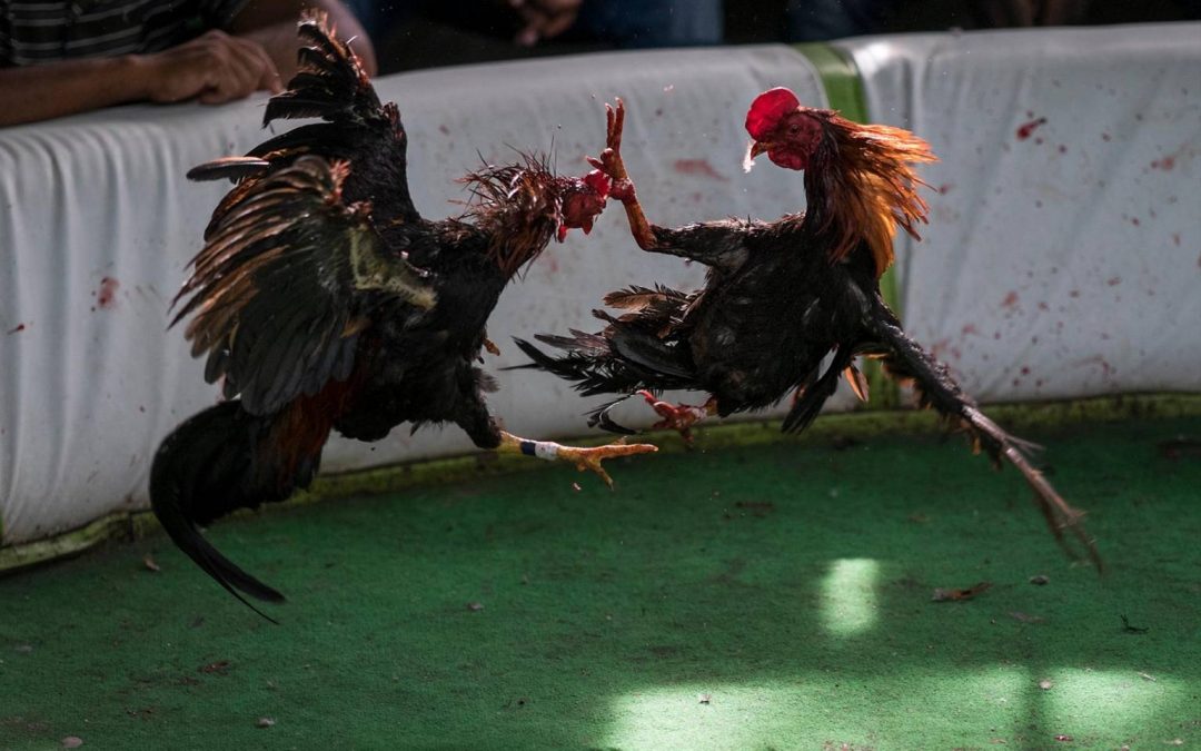 Ministerio de Deportes prohíbe las peleas de gallos que se celebraban de manera virtual